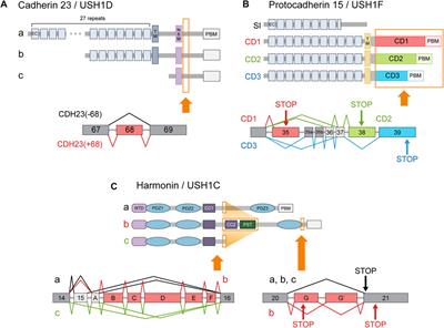 Alternative splicing in shaping the molecular landscape of the cochlea